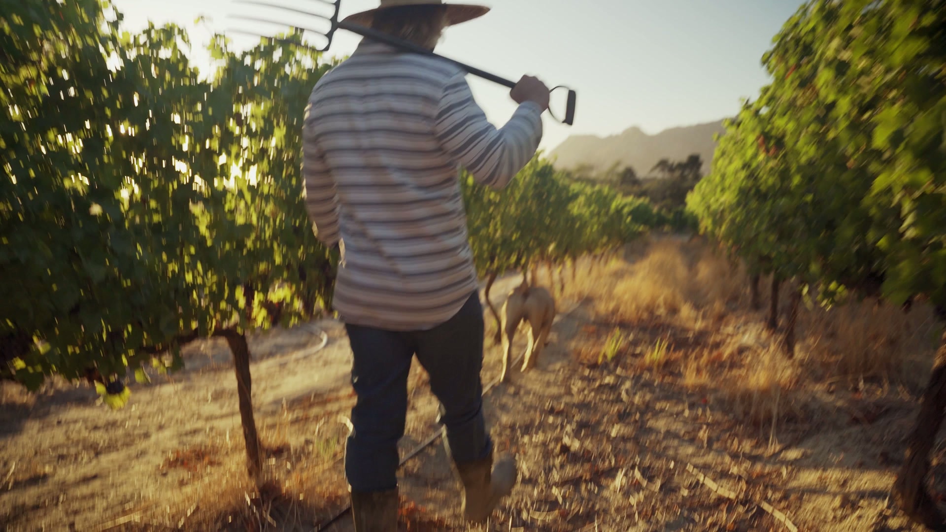 Vineyard worker carrying a pitchfork between rows of vines